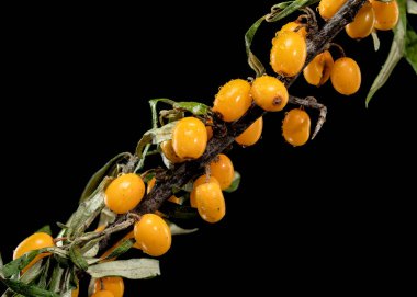 Siyah arka planda izole edilmiş bir dalda toplanmış canlı turuncu deniz karabataklarının yakın çekimi. Dut pürüzsüz yüzeyi, taze ve sulu dokularını vurgulayan küçük çiğ damlalarıyla kaplıdır..