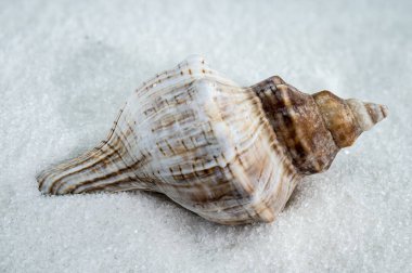 Beyaz kum üzerinde duran Bursa Spinosa deniz kabuğunun yakın plan görüntüsü. Deniz kabukları sivri, desenli yüzey ve sıcak kahverengi ve krem rengi doğal deniz güzelliğini çağrıştırıyor.