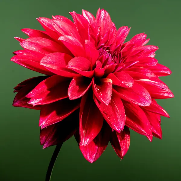 Beautiful flower photography Stock Photos, Royalty Free Beautiful flower  photography Images | Depositphotos