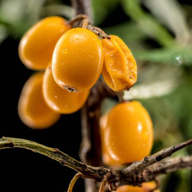 Close-up of vibrant orange sea buckthorn berries clustered on a branch isolated on a black background. The berries smooth surface is dotted with tiny dewdrops, highlighting their fresh, juicy texture. clipart