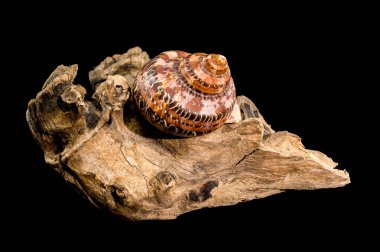 Güzel bir deniz kabuğu. Kaplan Cowrie deniz kabuğu. Derin siyah bir arka planda izole edilmiş, yıpranmış bir odun parçasının üzerinde dinleniyor..
