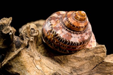 Güzel bir deniz kabuğu. Kaplan Cowrie deniz kabuğu. Derin siyah bir arka planda izole edilmiş, yıpranmış bir odun parçasının üzerinde dinleniyor..