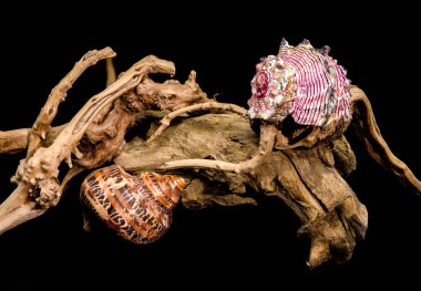 İki renkli deniz kabuğundan oluşan çarpıcı bir kompozisyon. Kaplan Cowrie, Çilek Kabuğu desenli bir dalda dinleniyor, derin siyah bir arkaplanda. Deniz yaşamı ve doğal güzellik için mükemmel bir tema.