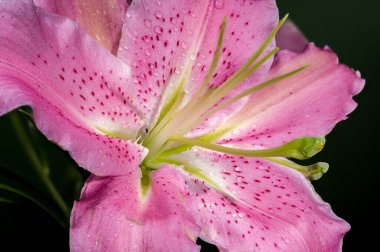 Yeşil tomurcuklarla çevrili, yapraklarının üzerinde çiğ damlaları olan pembe bir doğulu zambağın yakın plan çekimi, zengin yeşil bir zemin üzerine kurulmuş..