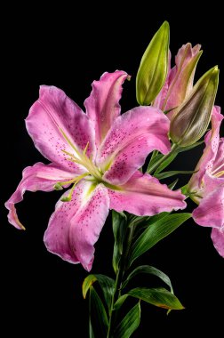 Yeşil tomurcuklarla çevrili, siyah bir arka planda izole edilmiş, yapraklarının üzerinde çiğ damlaları olan pembe bir doğulu zambağın yakın plan çekimi..