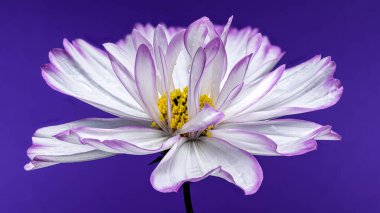 Narin beyaz kozmos çiçekleri, taç yapraklarının ucunda mor bir arkaplana yakalanmış bir parça morla birlikte. Çiçekler çiçek açmış, güzelliklerini ve zarafetlerini sergiliyorlar.