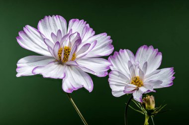 Narin beyaz kozmos çiçekleri, yapraklarının ucunda mor bir ipucuyla, yeşil bir arkaplanda yakalanırlar. Çiçekler çiçek açmış, güzelliklerini ve zarafetlerini sergiliyorlar.