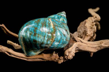 Canlı bir turkuaz nautilus kabuğu, kıvrımlı kahverengi ve beyaz desenli, siyah bir arkaplana karşı kırsal sürüklenen dallarda sergileniyor, parlak dokusu ve eşsiz tasarımı vurgulanıyor.