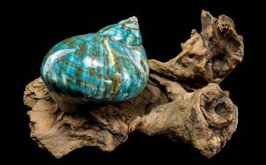 Canlı bir turkuaz nautilus kabuğu, kıvrımlı kahverengi ve beyaz desenli, siyah bir arkaplana karşı kırsal sürüklenen dallarda sergileniyor, parlak dokusu ve eşsiz tasarımı vurgulanıyor.
