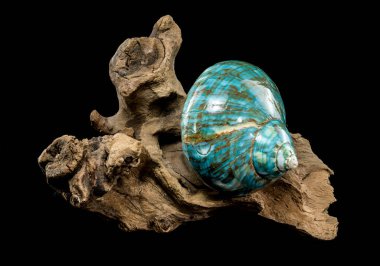 Canlı bir turkuaz nautilus kabuğu, kıvrımlı kahverengi ve beyaz desenli, siyah bir arkaplana karşı kırsal sürüklenen dallarda sergileniyor, parlak dokusu ve eşsiz tasarımı vurgulanıyor.