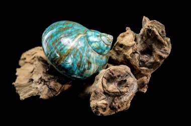 Canlı bir turkuaz nautilus kabuğu, kıvrımlı kahverengi ve beyaz desenli, siyah bir arkaplana karşı kırsal sürüklenen dallarda sergileniyor, parlak dokusu ve eşsiz tasarımı vurgulanıyor.