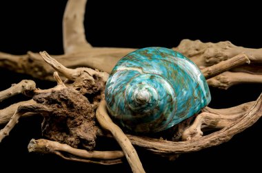 A vibrant turquoise nautilus shell with swirling brown and white patterns, displayed on rustic driftwood against a black background, highlighting its glossy texture and unique design clipart