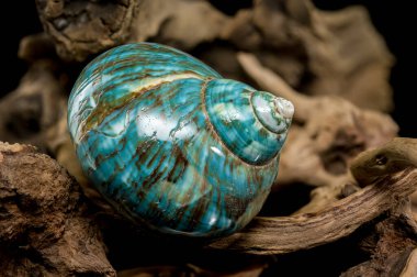 A vibrant turquoise nautilus shell with swirling brown and white patterns, displayed on rustic driftwood against a black background, highlighting its glossy texture and unique design clipart