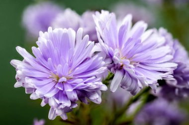 Yeşil arka planda çiçek açan Lavanta Asterlar 'ın yakın çekimi.