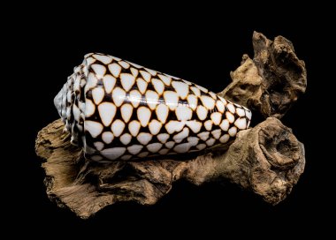 A detailed close-up of a Conus marmoreus shell, known for its marbled black-and-white pattern, elegantly perched on driftwood against a black background. Perfect for marine and nature themes clipart