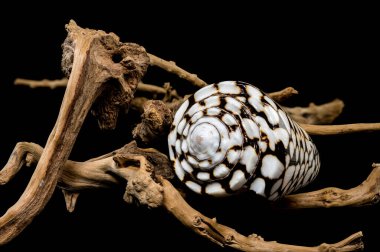 A detailed close-up of a Conus marmoreus shell, known for its marbled black-and-white pattern, elegantly perched on driftwood against a black background. Perfect for marine and nature themes clipart