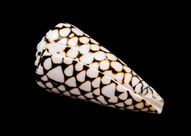 Conus marmoreus kabuğunun çarpıcı bir yakın çekimi, pürüzsüz bir yüzeyde, parlak siyah bir arkaplana karşı izole edilmiş, karmaşık siyah-beyaz mermer desenini sergiliyor.