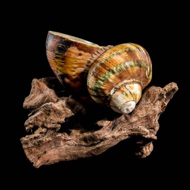 Canlı bir Turbo Petholatus kabuğu siyah bir arkaplana karşı engebeli bir ağaç parçasının üzerinde sergileniyordu. Parlak, çizgili kabuk desenli ahşap ile çok güzel tezat oluşturuyor.