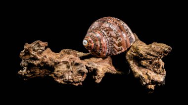 Canlı bir Turbo Petholatus kabuğu siyah bir arkaplana karşı engebeli bir ağaç parçasının üzerinde sergileniyordu. Parlak, çizgili kabuk desenli ahşap ile çok güzel tezat oluşturuyor.