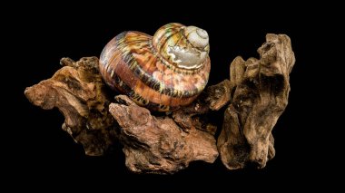 Canlı bir Turbo Petholatus kabuğu siyah bir arkaplana karşı engebeli bir ağaç parçasının üzerinde sergileniyordu. Parlak, çizgili kabuk desenli ahşap ile çok güzel tezat oluşturuyor.