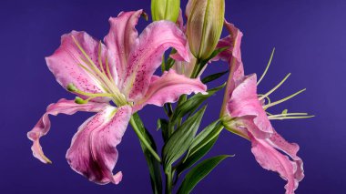 Yeşil tomurcuklarla çevrili yaprakları üzerinde çiğ damlaları olan pembe bir doğulu zambağın yakın plan çekimi, zengin bir mor arkaplan üzerine kurulmuş..