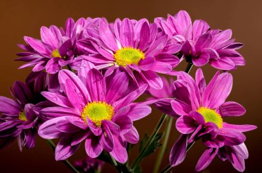 Beautiful blooming pink chamomile chrysanthemum on a brown background. Flower head close-up clipart