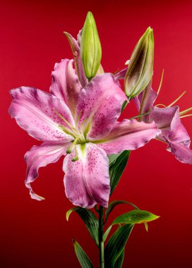 A close-up shot of a pink Oriental lily in full bloom with dewdrops on its petals, surrounded by green buds, set against a rich red background. clipart