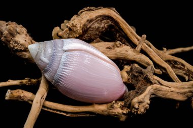 Olivancillaria orbignyi 'nin çarpıcı bir görüntüsü, parlak pembe bir deniz kabuğu, zarif bir şekilde sürüklenen dallara yerleştirilmiş, siyah bir arka plana vurgulanmış, doğal ama rafine edilmiş bir estetik için.