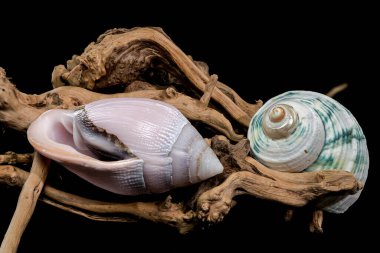 Olivancillaria orbignyi 'nin çarpıcı bir görüntüsü, parlak pembe bir deniz kabuğu, zarif bir şekilde sürüklenen dallara yerleştirilmiş, siyah bir arka plana vurgulanmış, doğal ama rafine edilmiş bir estetik için.