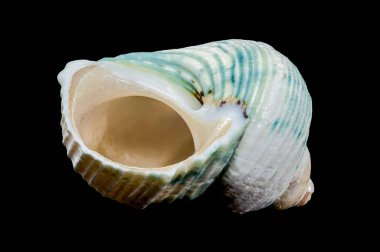 Yeşil çizgili ve kıvrımlı desenli bir Turbo emperyalis kabuğunun çarpıcı yakın çekimi. Sarmal tasarımı ve cilalı yüzeyi siyah arkaplana karşı çok güzel duruyor.