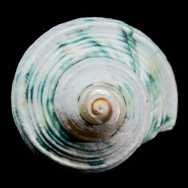 Yeşil çizgili ve kıvrımlı desenli bir Turbo emperyalis kabuğunun çarpıcı yakın çekimi. Sarmal tasarımı ve cilalı yüzeyi siyah arkaplana karşı çok güzel duruyor.