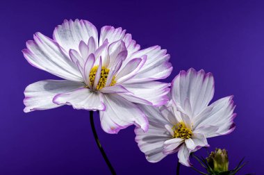 Narin beyaz kozmos çiçekleri, taç yapraklarının ucunda mor bir arkaplana yakalanmış bir parça morla birlikte. Çiçekler çiçek açmış, güzelliklerini ve zarafetlerini sergiliyorlar.
