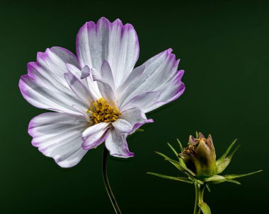 Narin beyaz kozmos çiçekleri, yapraklarının ucunda mor bir ipucuyla, yeşil bir arkaplanda yakalanırlar. Çiçekler çiçek açmış, güzelliklerini ve zarafetlerini sergiliyorlar.