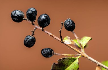 Kara, neredeyse siyah, özel böğürtlen kümesi ince bir dalda çiğ tanesiyle parlar. Böğürtlenler, zengin renklerini ve karmaşık ayrıntılarını vurgulayan kahverengi bir arka planla zıt yöndedir.