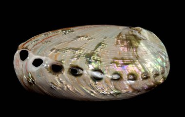 Parlak Haliotis asinina kabuğu, yaygın olarak Eşek Kulağı Abalone olarak bilinir, doğal yanardöner tonları ve delikleriyle birlikte. Siyah arka planda deniz zarafeti ve güzelliğinin mükemmel bir gösterisi.