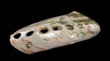 Parlak Haliotis asinina kabuğu, yaygın olarak Eşek Kulağı Abalone olarak bilinir, doğal yanardöner tonları ve delikleriyle birlikte. Siyah arka planda deniz zarafeti ve güzelliğinin mükemmel bir gösterisi.