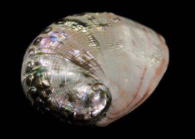 Parlak Haliotis asinina kabuğu, yaygın olarak Eşek Kulağı Abalone olarak bilinir, doğal yanardöner tonları ve delikleriyle birlikte. Siyah arka planda deniz zarafeti ve güzelliğinin mükemmel bir gösterisi.