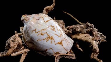 A stunning Cymbiola nobilis seashell, adorned with intricate brown patterns, rests gracefully on a piece of weathered driftwood on a black background clipart