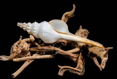 Beyaz bir Fusinus kolon kabuğu, yıpranmış bir ağaç dalının üzerinde zarifçe yatar. Kabuğun karmaşık detayları ve sürüklenen dalların kırsal cazibesi okyanusun güzelliğini çağrıştırıyor.