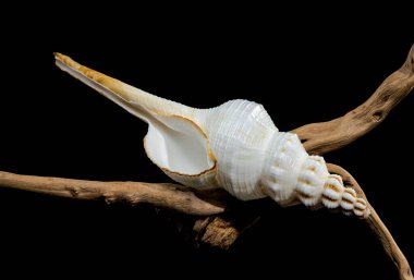 A white Fusinus colus seashell rests gracefully on a bed of weathered driftwood. The intricate details of the shell and the rustic charm of the driftwood evoke the beauty of the ocean clipart