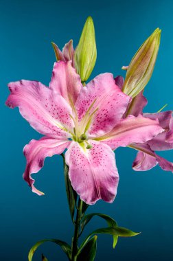 Yeşil tomurcuklarla çevrili yaprakları üzerinde çiğ damlaları olan pembe bir doğulu zambağın yakın çekim görüntüsü, zengin mavi bir arkaplanda..