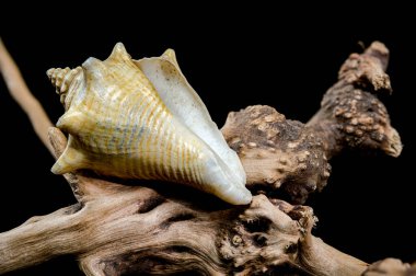 Sersemletici bir trombus boksörü ya da kaygan bir dalda sergilenen Kavanoz kabuğu. Parlak altın tonları ve ayrıntılı spiralleri koyu siyah bir arka planda zarif bir şekilde vurgulanmıştır.