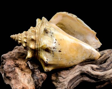 A stunning trombus pugilis or Fighting Conch shell displayed on rugged driftwood. Its vibrant golden tones and detailed spirals are elegantly highlighted against a deep black background clipart