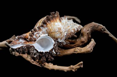 A detailed Chicoreus ramosus shell, also known as the branched murex, on a bed of weathered driftwood. clipart