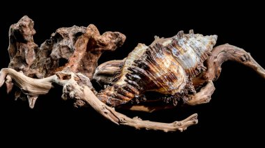 Ayrıntılı bir Chicoreus ramosus kabuğu, aynı zamanda dallı murex olarak da bilinir..