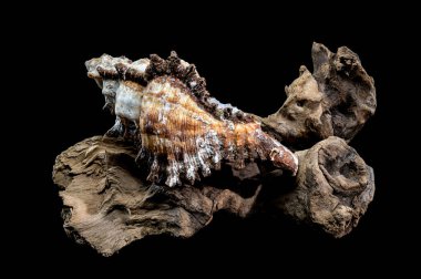 A detailed Chicoreus ramosus shell, also known as the branched murex, on a bed of weathered driftwood. clipart