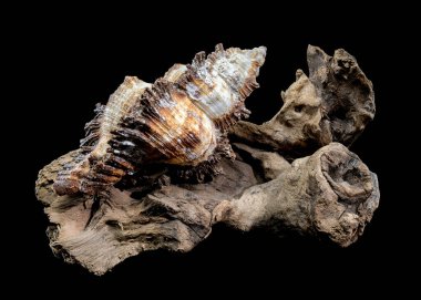 Ayrıntılı bir Chicoreus ramosus kabuğu, aynı zamanda dallı murex olarak da bilinir..