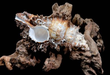 A detailed Chicoreus ramosus shell, also known as the branched murex, on a bed of weathered driftwood. clipart