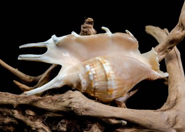 Canlı bir Lambis akrep kabuğu, akrep kabuğu olarak da bilinir, yıpranmış bir ağaç dalının üzerinde. Kabuğun karmaşık detayları ve sürüklenen dalların kırsal cazibesi okyanusun güzelliğini çağrıştırıyor.