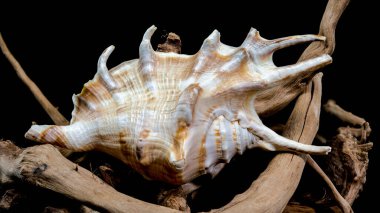 Canlı bir Lambis akrep kabuğu, akrep kabuğu olarak da bilinir, yıpranmış bir ağaç dalının üzerinde. Kabuğun karmaşık detayları ve sürüklenen dalların kırsal cazibesi okyanusun güzelliğini çağrıştırıyor.